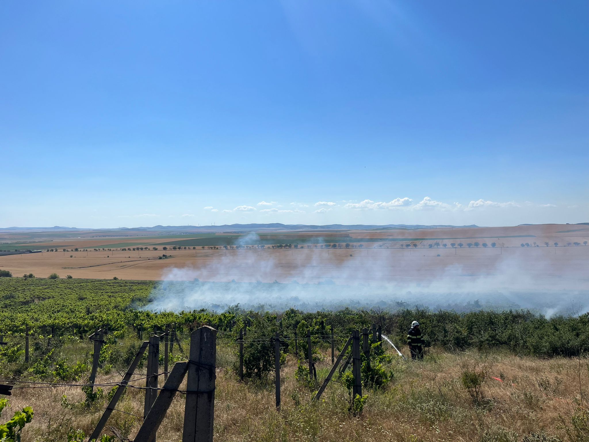 Incendiu viță de vie
