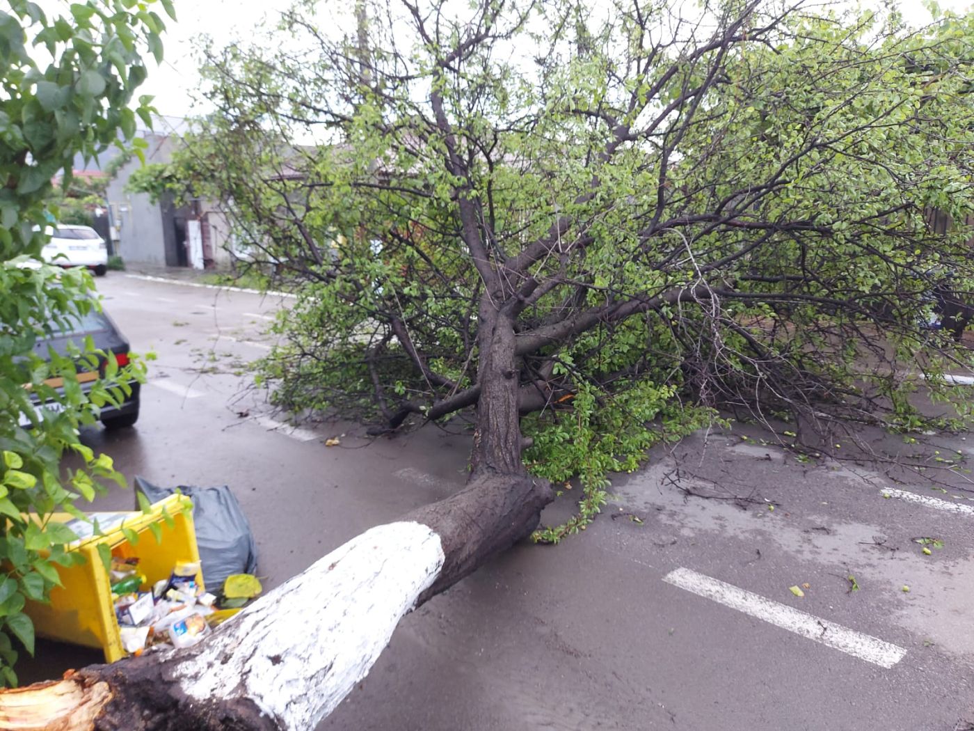 Copac căzut în cartierul Coiciu după furtuna din Constanța