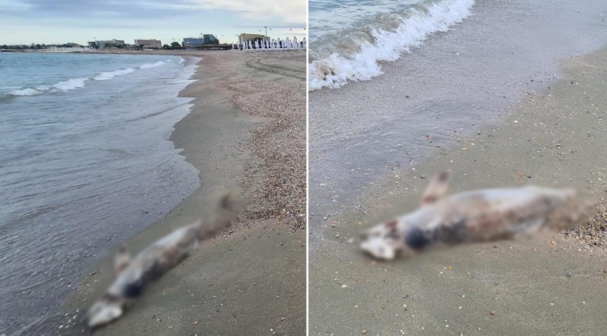 Delfin găsit mort pe o plajă din Mamaia