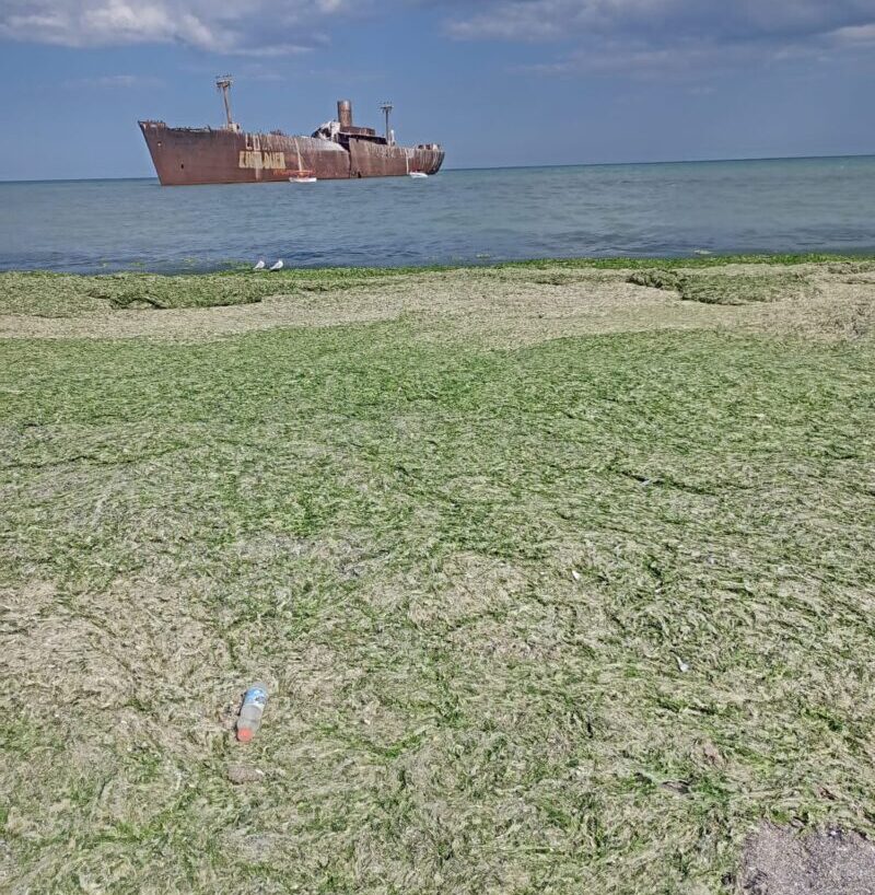 (FOTO) Algele au "invadat" plajele din sudul litoralului