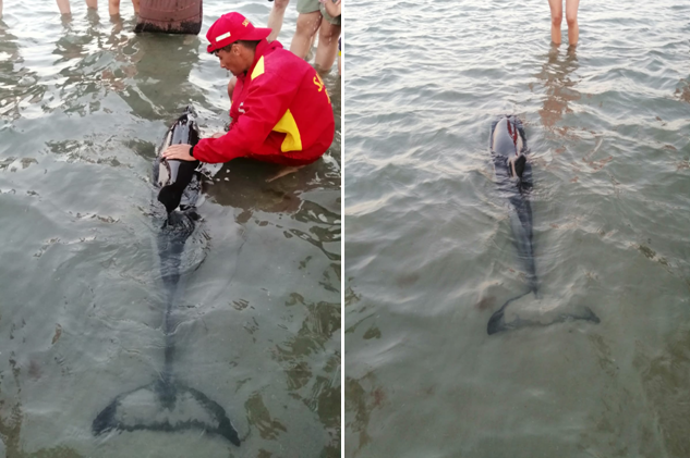 Un pui de delfin a eșuat în Mamaia și a fost ajutat de autorități și turiști să ajungă înapoi în larg