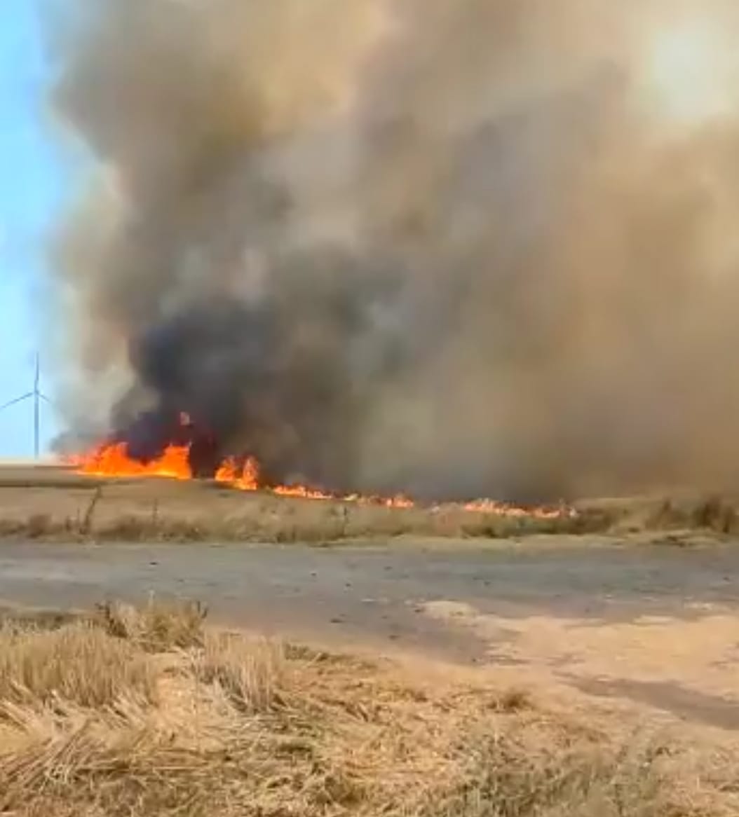 (VIDEO) Incendiu la un lan de grâu, la ieșire din Cogealac