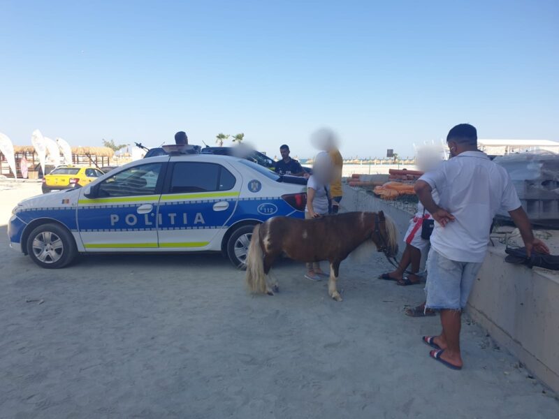 Bărbați prinși cu ponei pe plaja din Mamaia Nord amendați drastic de polițiști. Animalele le-au fost confiscate