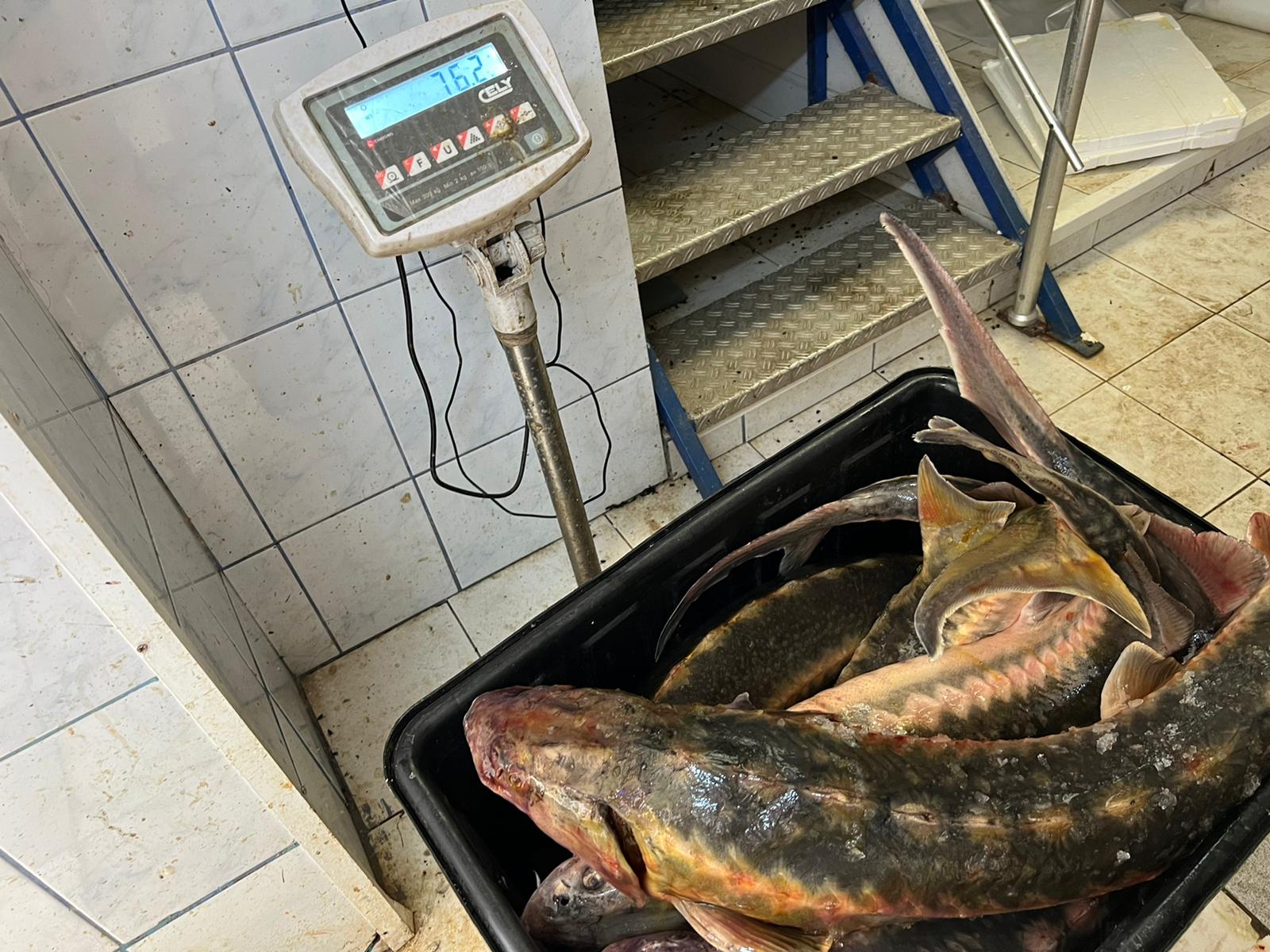 (FOTO/VIDEO) Sute de kilograme de pește expirat și neetichetat, descoperite la doi operatori economici de pe litoral