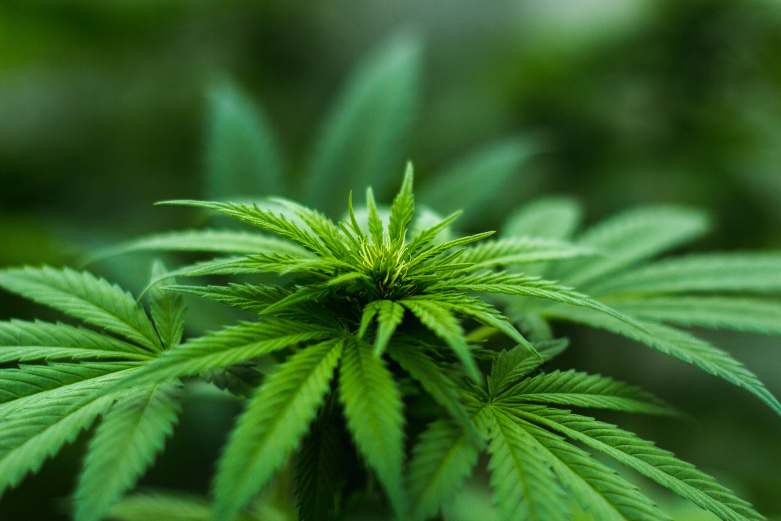 Proiectul inițiat de un deputat constănțean pentru legalizarea canabisului în scop medical, în stand-by