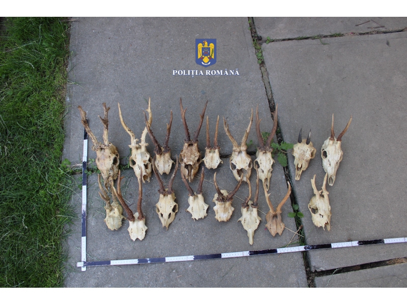 (FOTO) Acțiunea "Trofeul": Polițiștii români au confiscat peste 100 de arme, 10.000 de bucăți de muniție și 72 de trofee