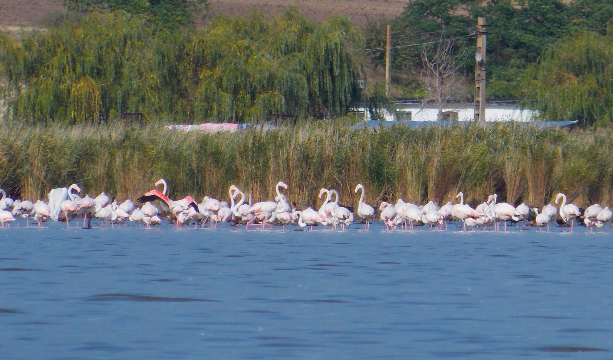 Un stol de peste 350 de flamingo au poposit în apropiere de Jurilovca