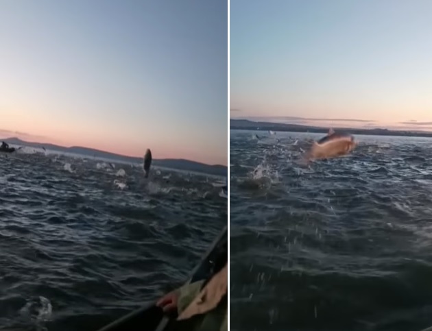 (VIDEO) Fenomen spectaculos în județul Tulcea: Peștii sar din apă, chiar în bărcile pescarilor