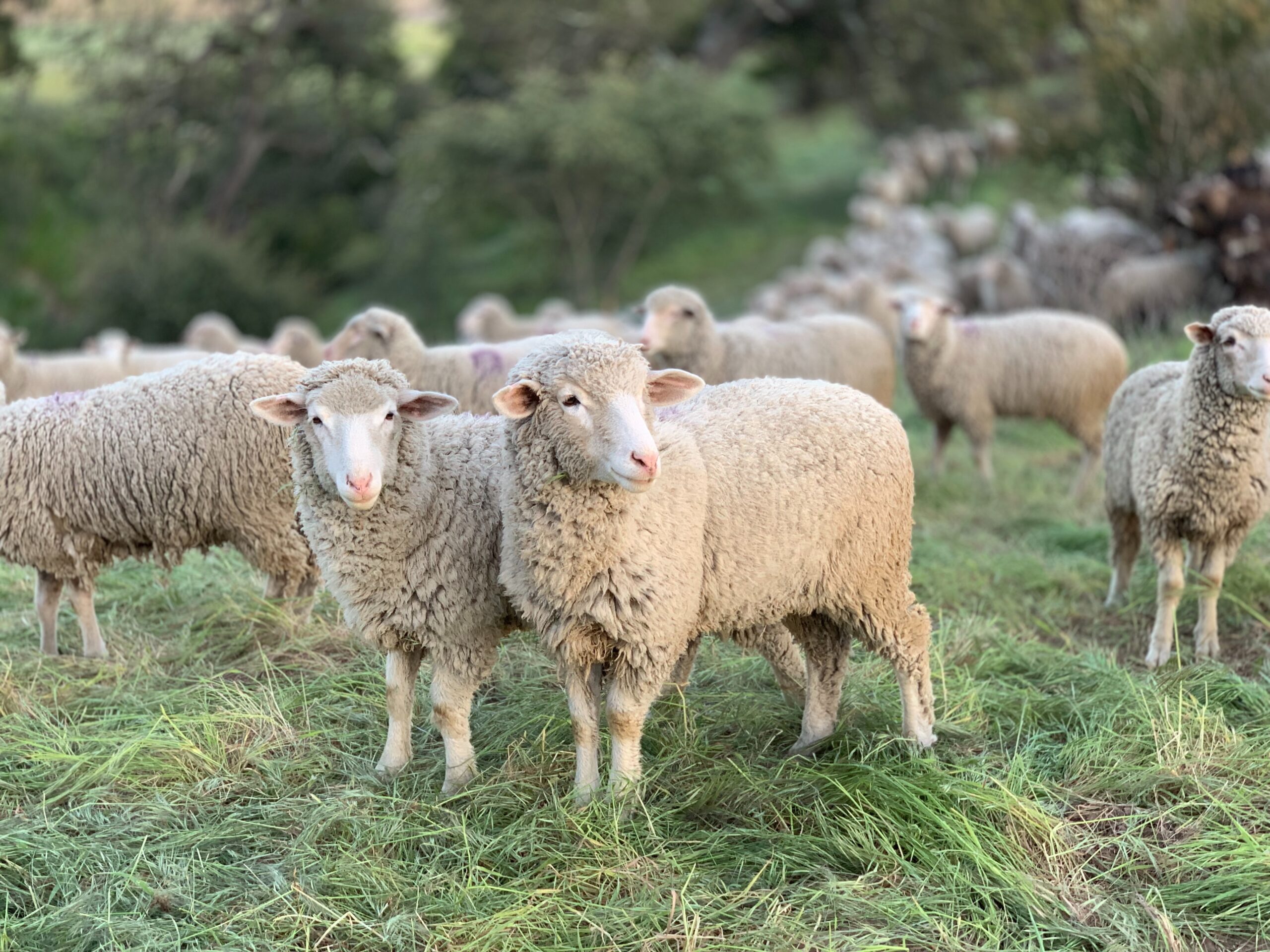 PERCHEZIȚII în județul Constanța la domiciliile unor hoți de animale