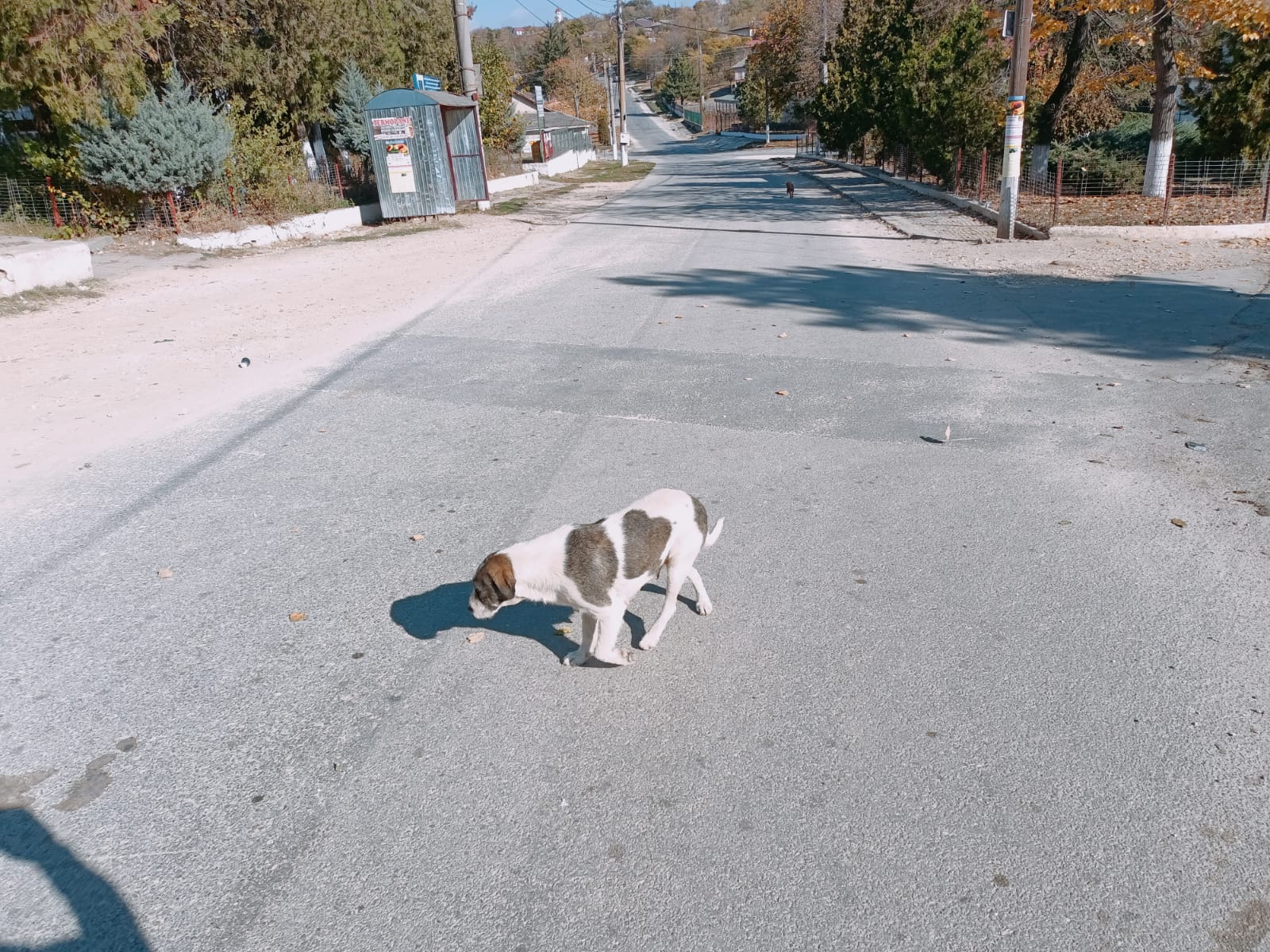 Câini pe străzile din Lipnița 