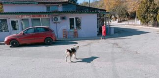 Câini pe străzile din Lipnița