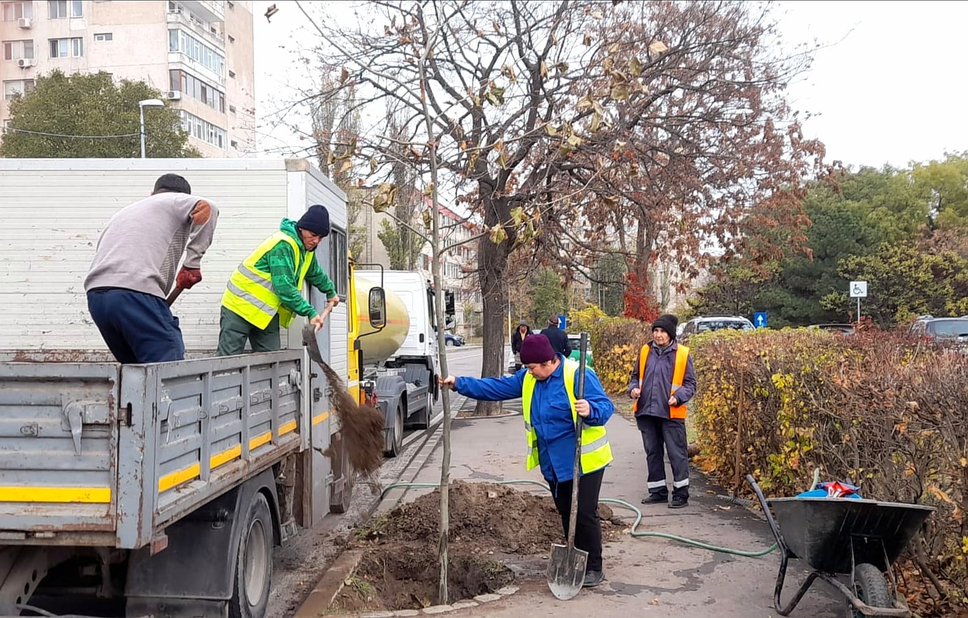 S-a dat startul campaniei de înlocuire a pomilor uscați de pe raza municipiului Constanța