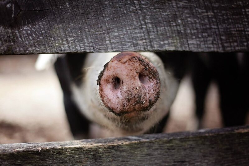 22.000 de porci au fost ABATORIZAȚI pentru consum