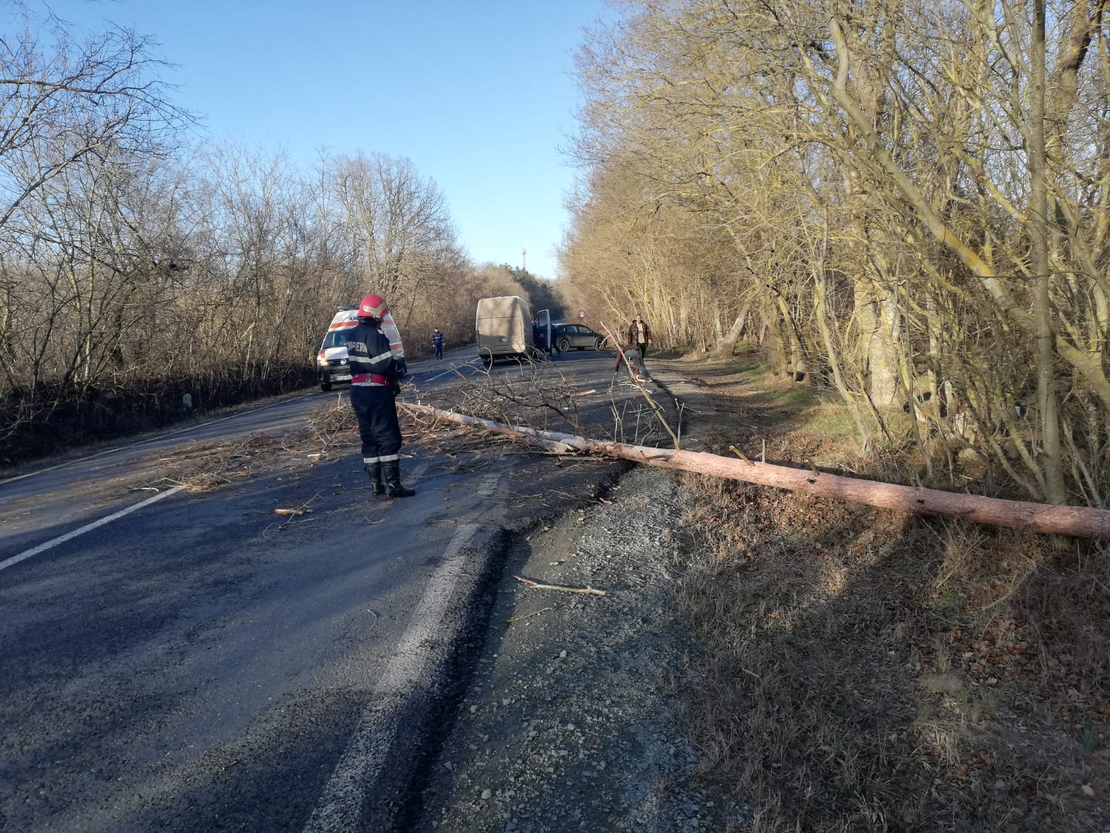 (FOTO) Un copac a căzut pe drumul european E87, în zona Pădurii Babadag și a produs o avarie unui microbuz