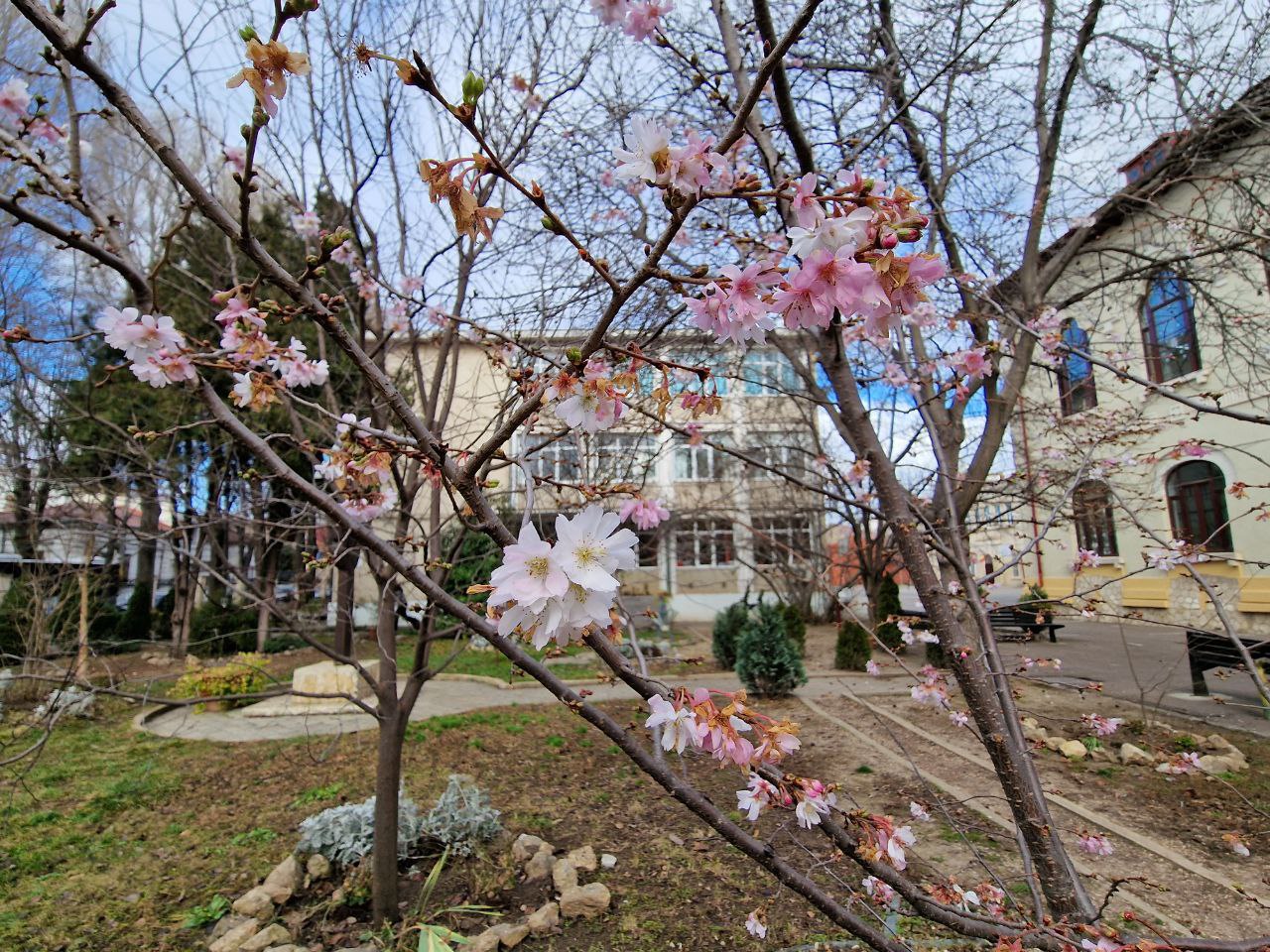(FOTO) Spectacol de culoare în curtea Colegiului Pedagogic din Constanța: Pentru al treilea an consecutiv vișiniul japonez a înflorit