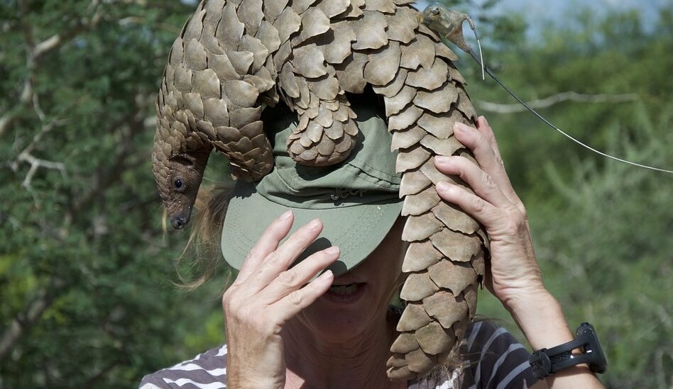 Cea mai veche specie de pangolin din Europa a fost descoperită în Vâlcea