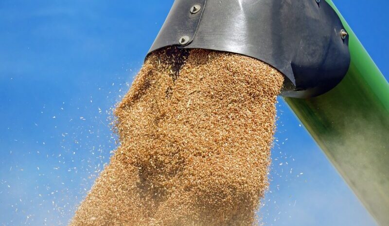 Oficial de la ANSVSA despre cerealele din Ucraina: România a primit loturi de produse modificate genetic și cu limite maxime admise depășite pentru reziduuri de pesticide