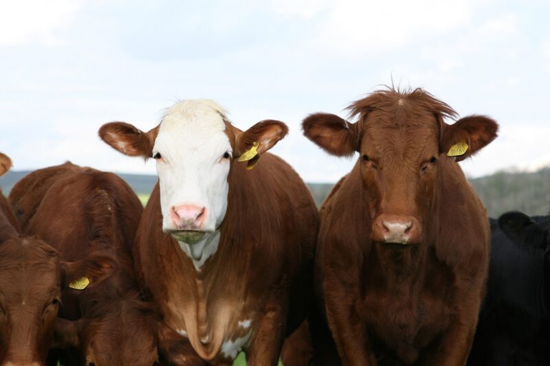 Veste bună pentru crescătorii de vaci! Câți bani acordă Guvernul pentru fiecare animal