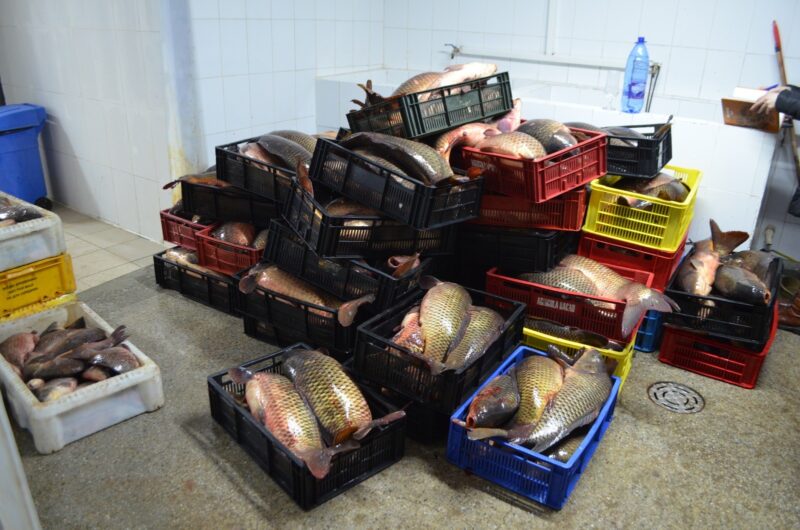 Peste o sută de kilograme de pește braconat au fost confiscate de polițiștii de frontieră tulceni