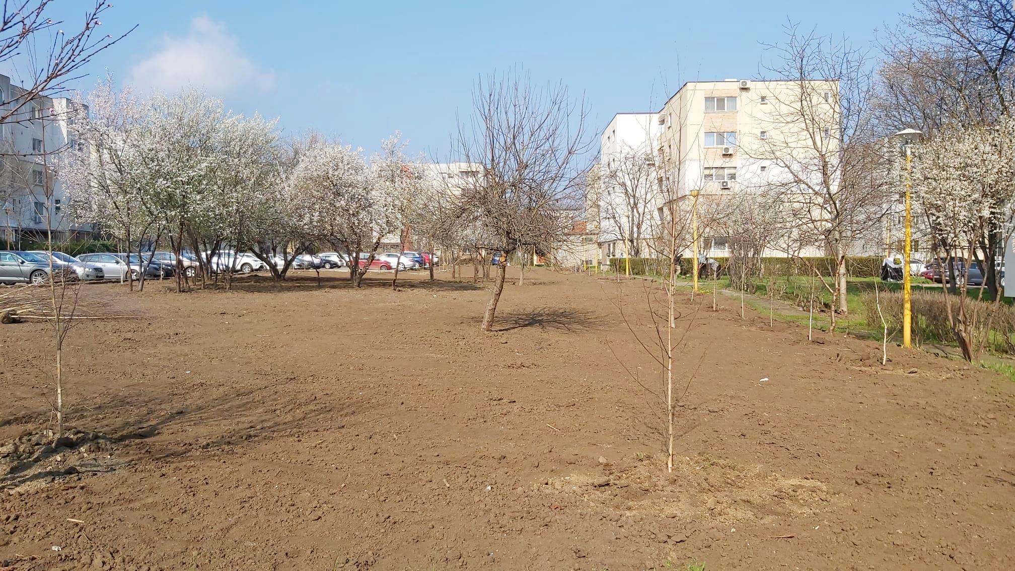 Proiectul „Plantați în amintire” a ajuns și la Constanța: 75 de mesteceni și un ginkgo biloba, plantați în amintirea celor dragi