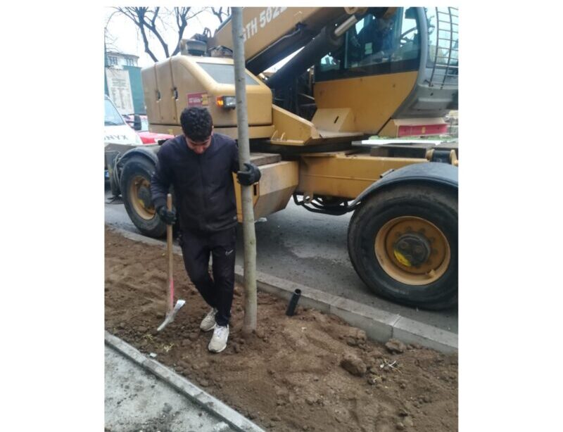 Zece tei au fost plantați astăzi pe bulevardul Ferdinand din Constanța