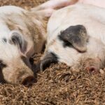 Focar de pestă porcină CONFIRMAT la Mircea Vodă: Măsurile de biosecuritate transmise de DSVSA Constanța