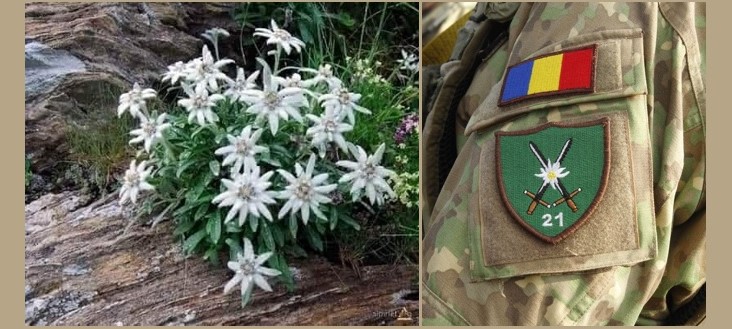 Astăzi este ziua florii de colț! Vezi în ce zone crește
