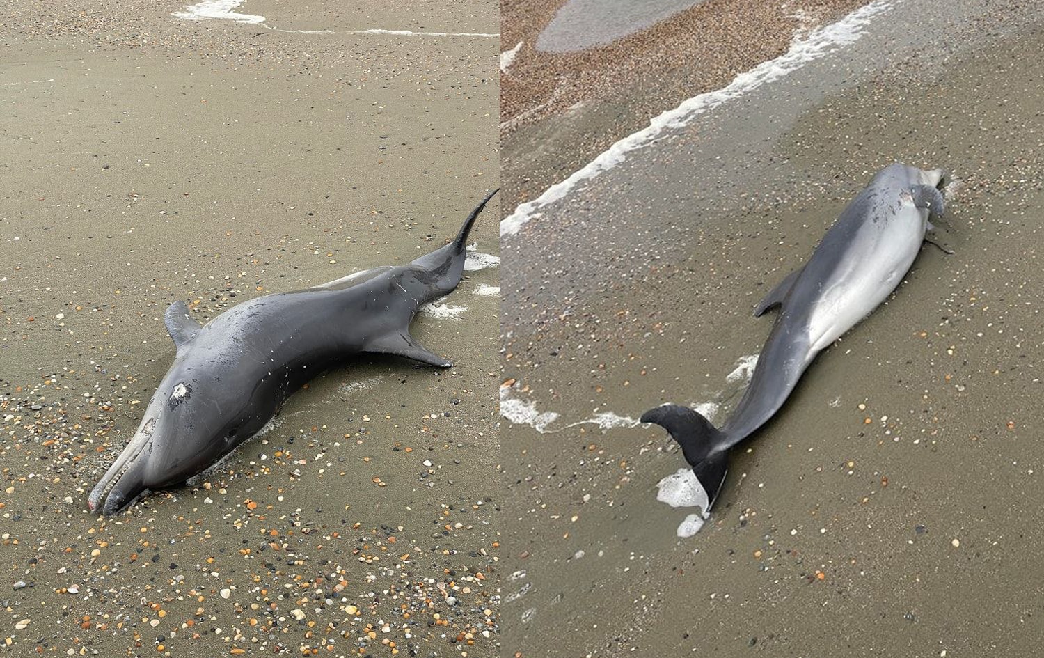 (FOTO) Un delfin mort a fost găsit pe o plajă din Eforie