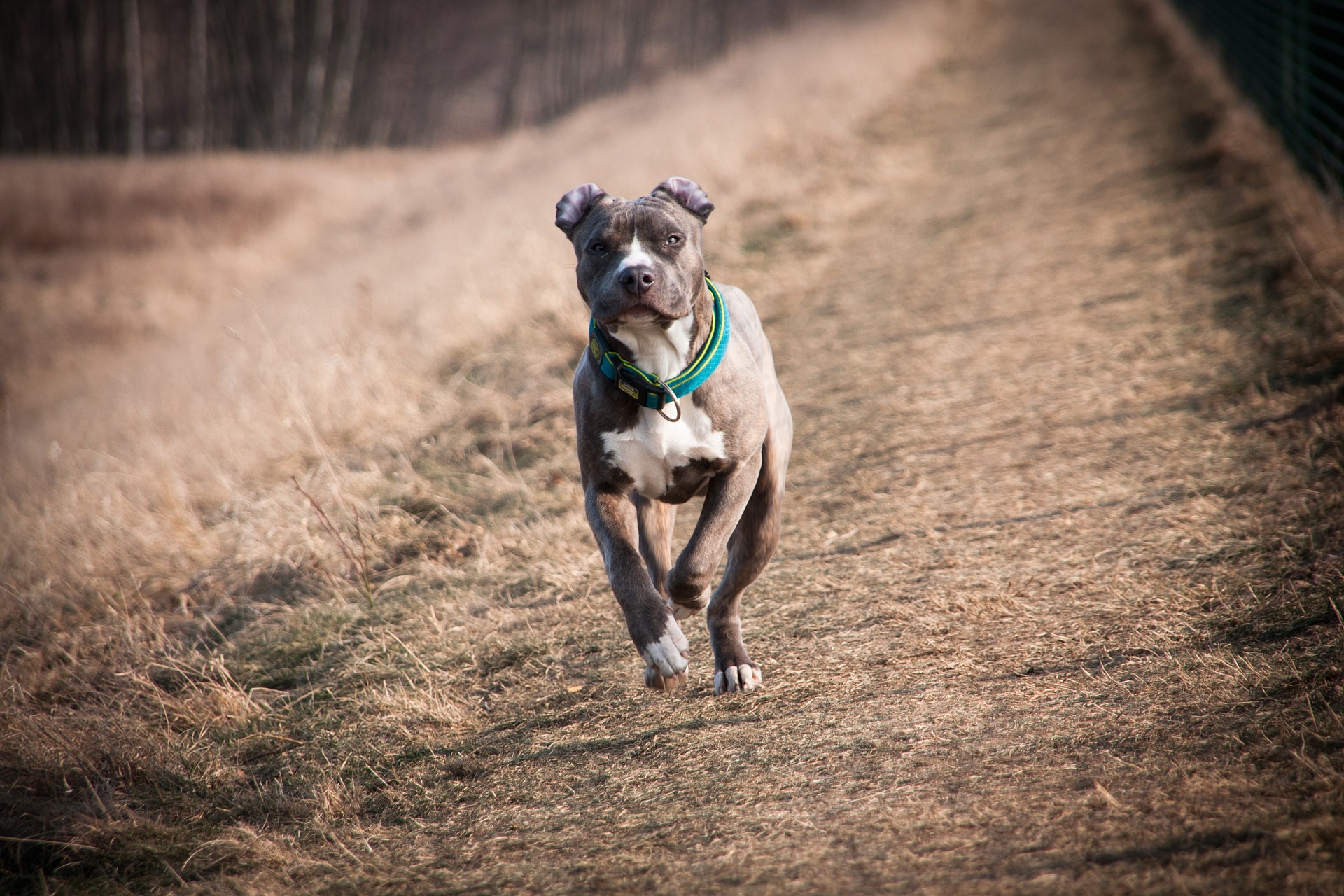 Caz incredibil la Constanța! Militar judecat pentru că ar fi ucis un câine din rasa Amstaff. Caporalul intervenise să salveze o femeie
