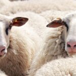 Sprijin pentru crescătorii de animale: Guvernul aprobă fonduri pentru colectarea și neutralizarea cadavrelor de animale