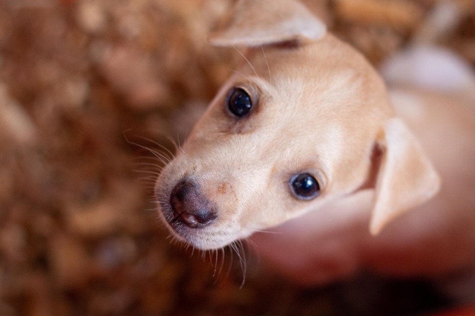 Primăria Constanța renovează adăpostul de animale: Este anunțat și un nou centru de adopții pentru câini, pe strada Răscoalei