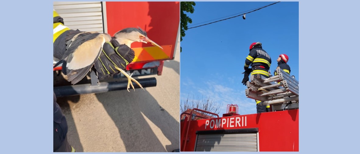 Mangalia: Operațiune contracronometru pentru pompieri. O pasăre blocată între cablurile de curent a fost salvată