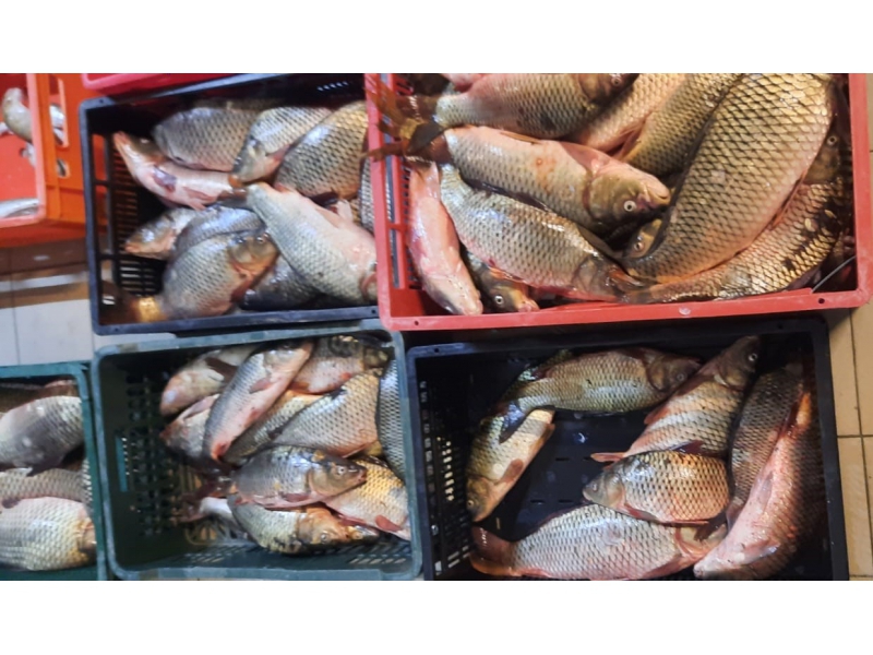 (FOTO/VIDEO) Un individ din Istria și alți doi au fost depistați în trafic transportând ilegal SUTE de kilograme de pește