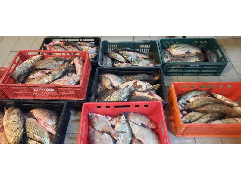 Polițiștii au pescuit braconieri în Constanța și Tulcea: Au fost confiscate sute de kilograme de pește, autoturisme și șalupe