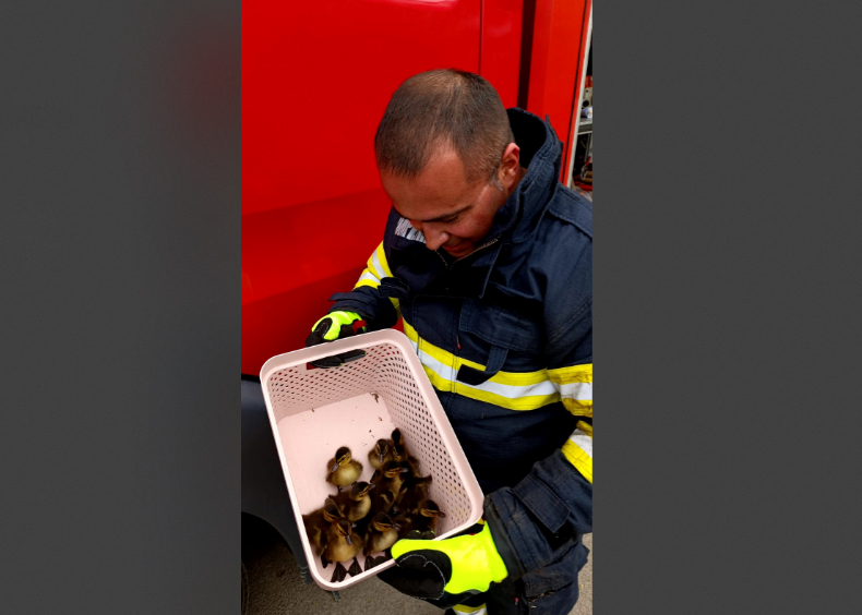 EMOȚIONANT: Zece rățuște salvate de pompieri dintr-o gură de scurgere din Constanța