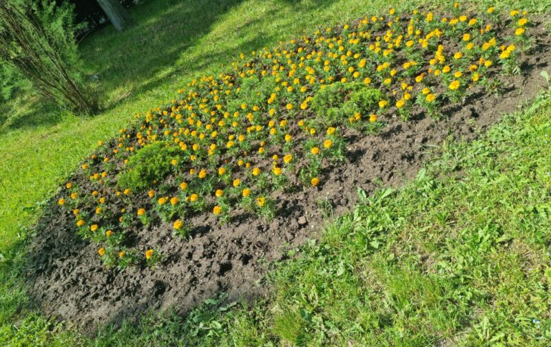 (FOTO) Spațiile verzi din Constanța sunt VANDALIZATE zilnic
