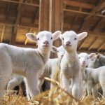 Veste BUNĂ pentru fermieri: România ar putea relua curând exporturile de ovine