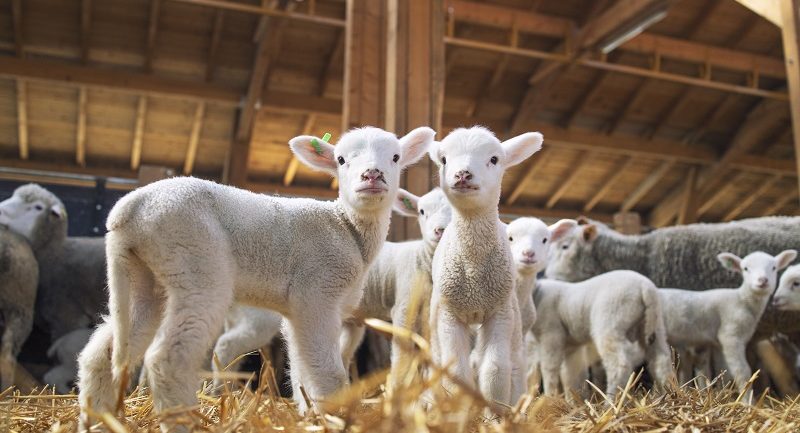 Veste BUNĂ pentru fermieri: România ar putea relua curând exporturile de ovine
