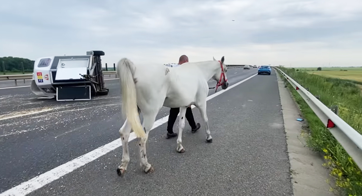 (VIDEO) "Nu vă apropiați, că vă omoară!": Cum ar fi avut loc accidentul de pe Autostrada A3, în care a fost implicată o echipă de echitație