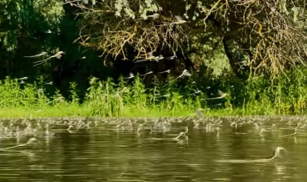 (VIDEO) Fenomen spectaculos în Delta Dunării. Au apărut efemeridele