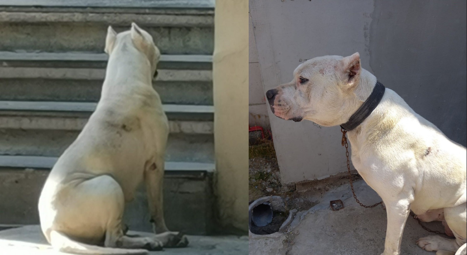 La un pas de o tragedie: Un câine periculos a scăpat dintr-o curte din Medgidia. A fost prins, la timp, de jandarmi