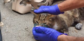 Pisică salvată de ISU Dobrogea