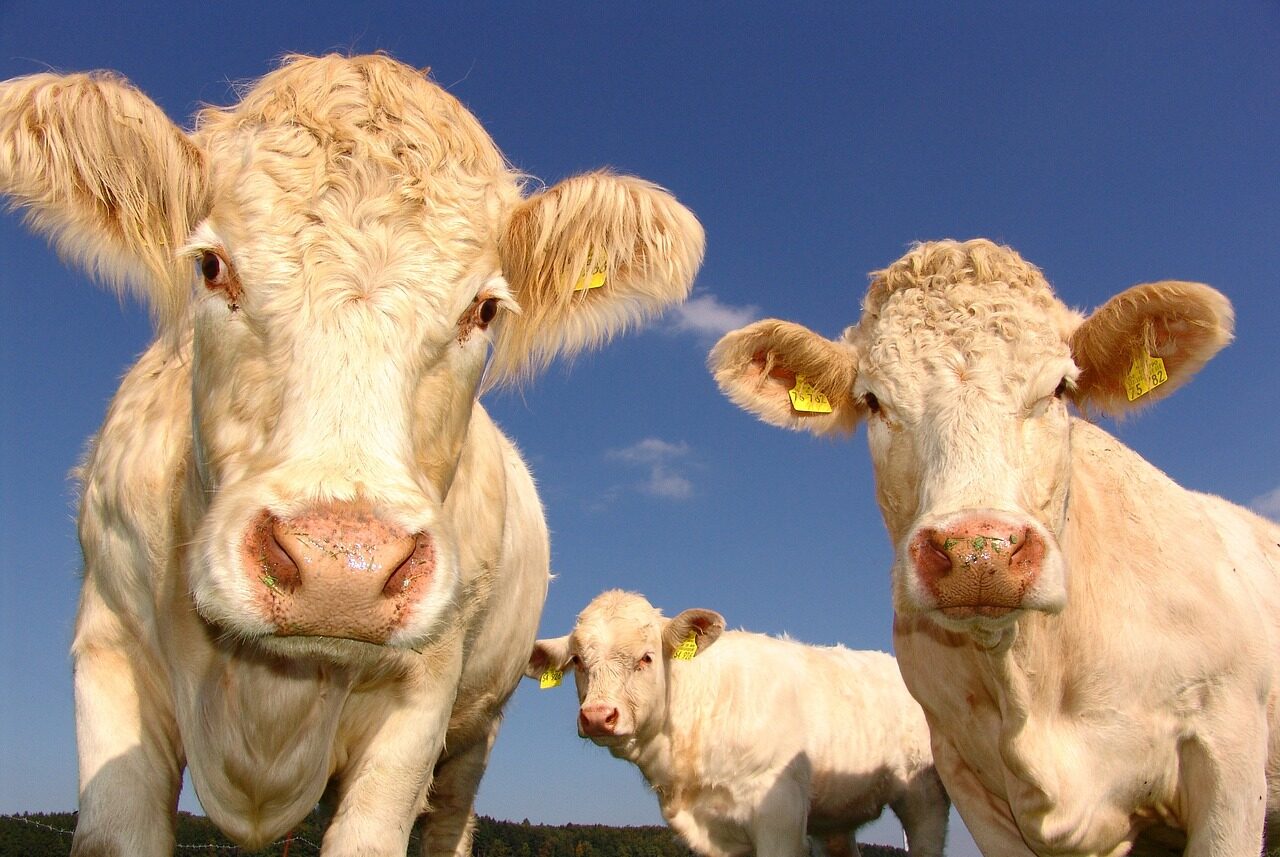 Trei angajați ai unei ferme de vaci sunt suspectați de infectare cu ANTRAX: Unul dintre ei a fost operat