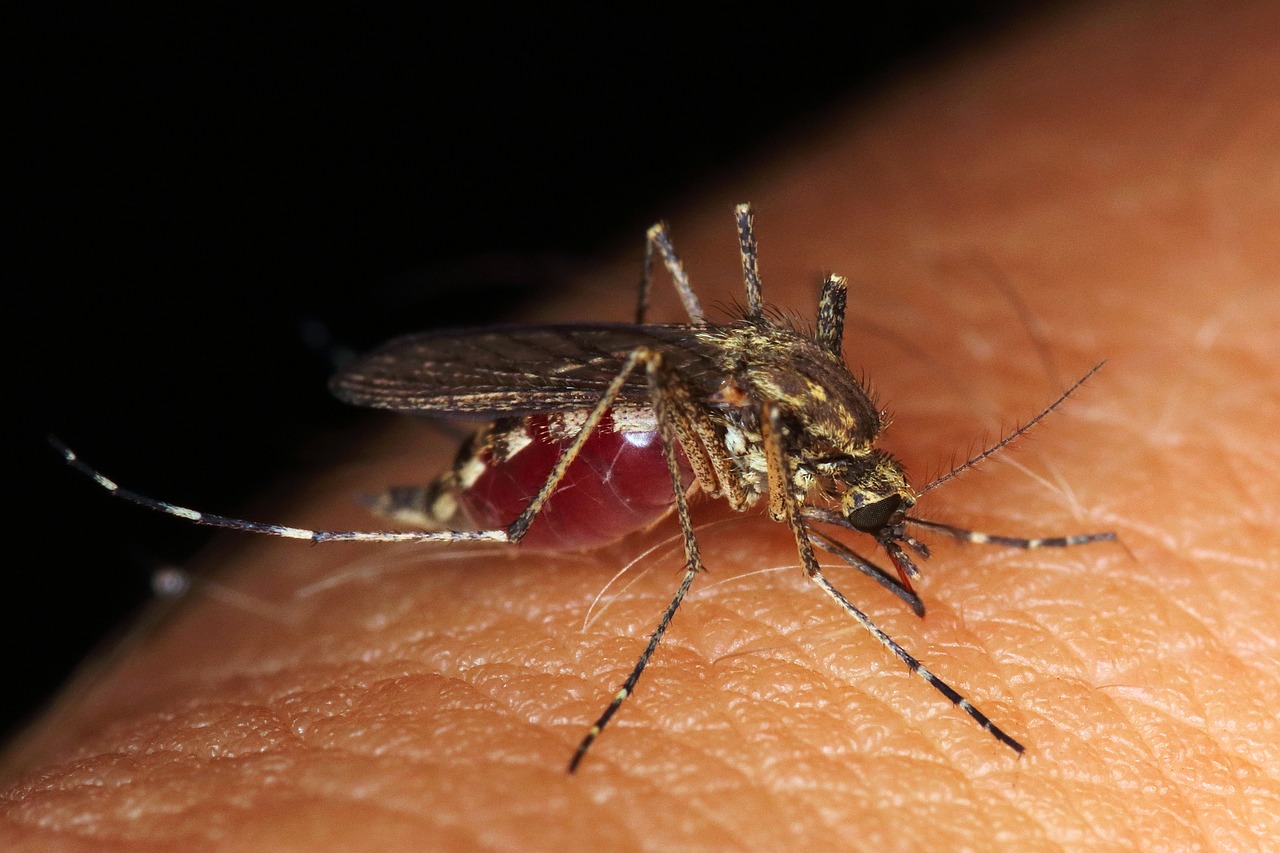 Virusul West Nile a ajuns și în Dobrogea: Primul caz confirmat la Tulcea