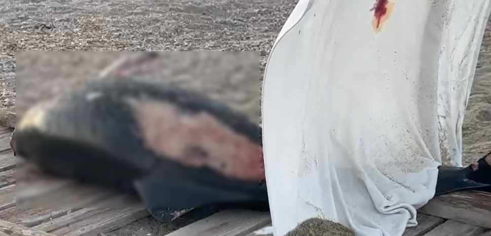(FOTO) Un delfin MORT a fost adus la țărm, pe o plajă din Constanța