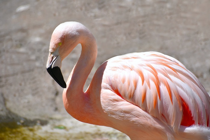 (FOTO) Apariție inedită pe lacurile Tuzla și Nuntași: Păsările Flamingo s-au oprit în Dobrogea
