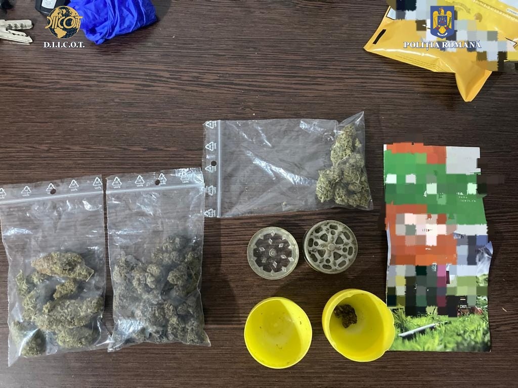 Percheziții în Constanța și Năvodari: Doi indivizi, arestați pentru cultură de cannabis în toaletă și vânzare de droguri