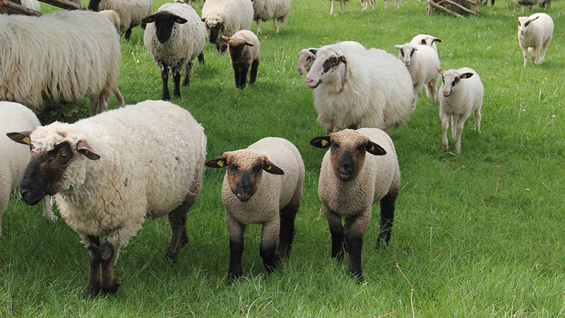 Un cioban de la o stână din Potârnichea a furat șase oi carabaș: Voia trei câini în schimb. S-a ales cu un an de închisoare