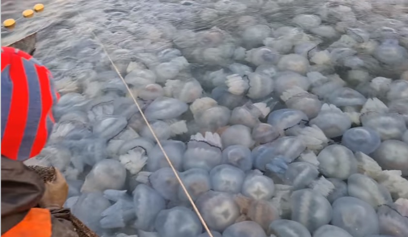 (VIDEO) Invazie de meduze de mari dimensiuni, surprinse în zona Agigea, printre plasele pescarilor