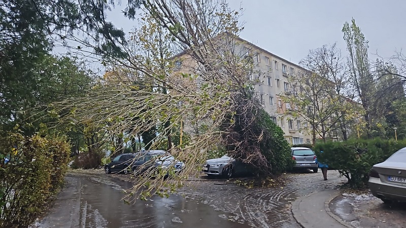 Vijelie puternică la Constanța: Mai mulți copaci au căzut pe carosabil. Acoperișul unui restaurant a fost luat de vânt